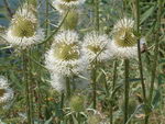 Dipsacus Laciniatus